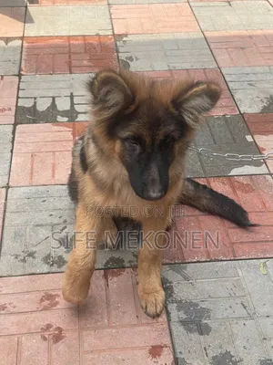 3-6 months Male Purebred German Shepherd