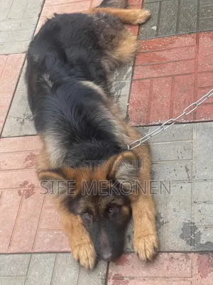 3-6 months Male Purebred German Shepherd