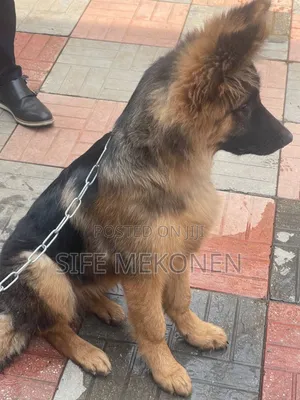 Photo - 3-6 months Male Purebred German Shepherd