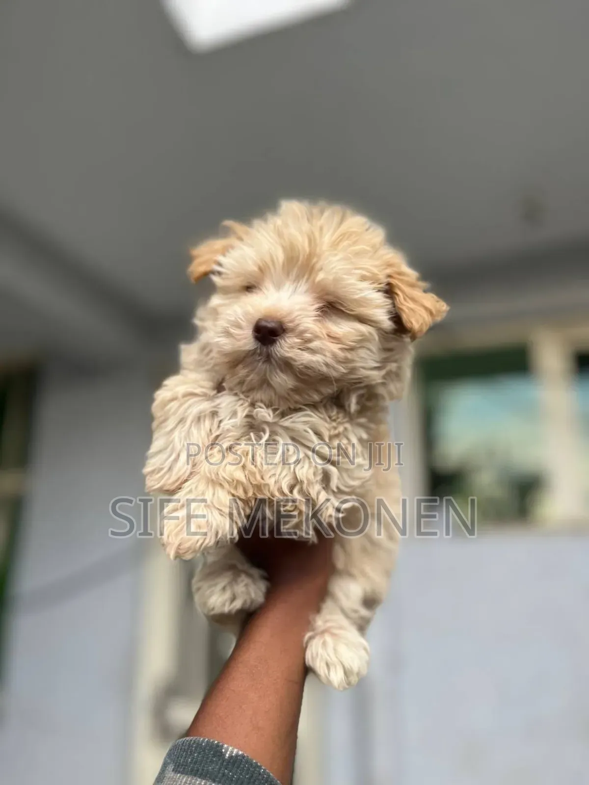 1-3 months Male Purebred Maltese