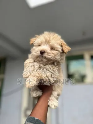 Photo - 1-3 months Male Purebred Maltese