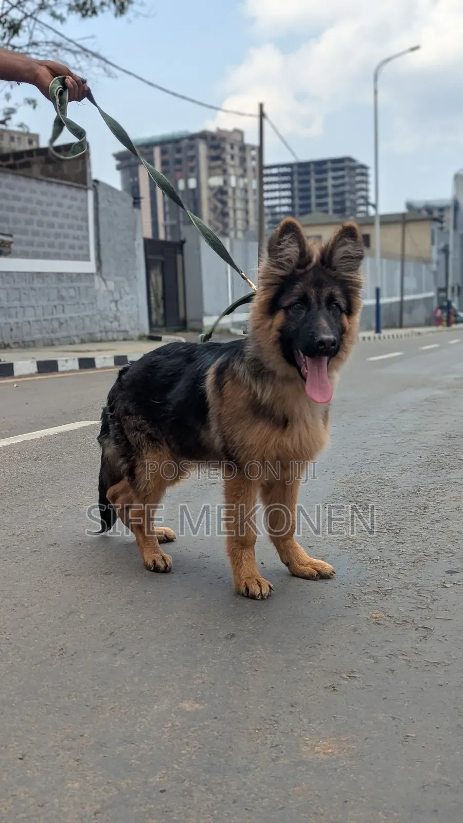 1-3 months Male Purebred German Shepherd