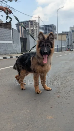 1-3 months Male Purebred German Shepherd