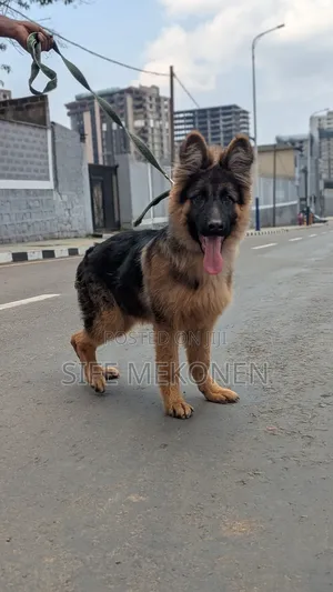 1-3 months Male Purebred German Shepherd