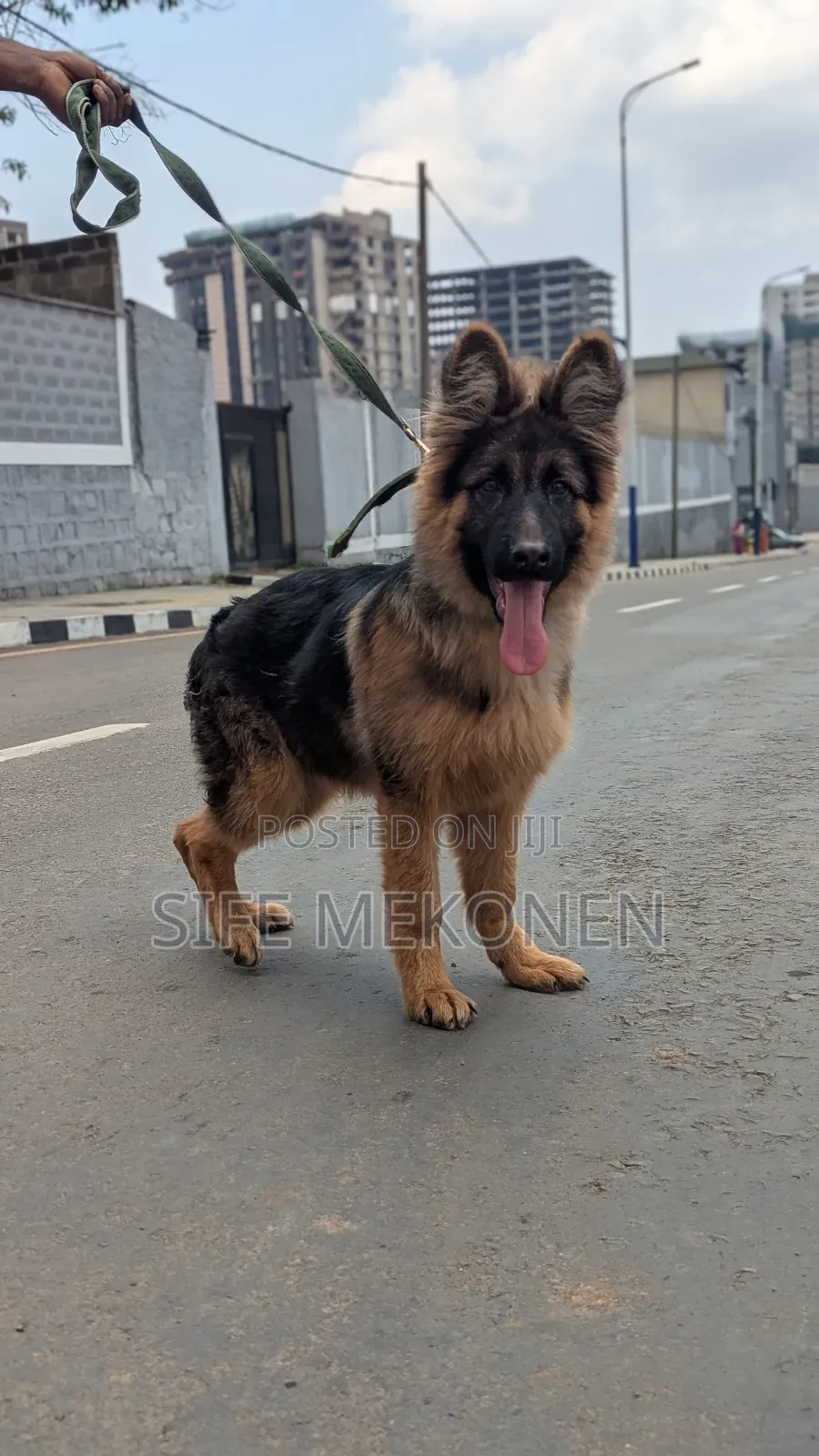 1-3 months Male Purebred German Shepherd