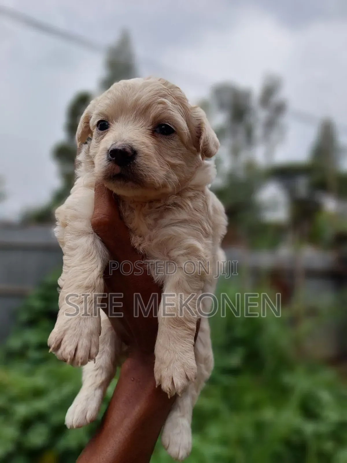 1-3 months Male Purebred Maltese