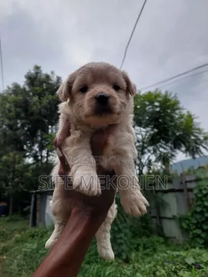 1-3 months Male Purebred Maltese