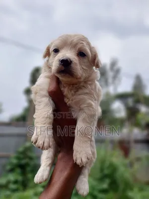 Photo - 1-3 months Male Purebred Maltese