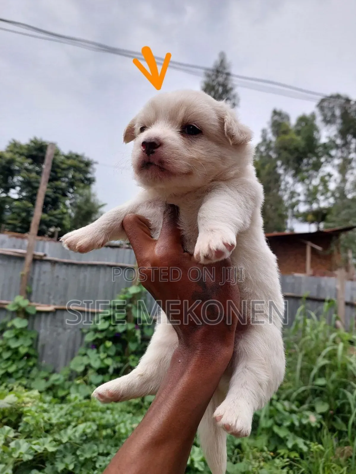 1-3 months Male Purebred Maltese