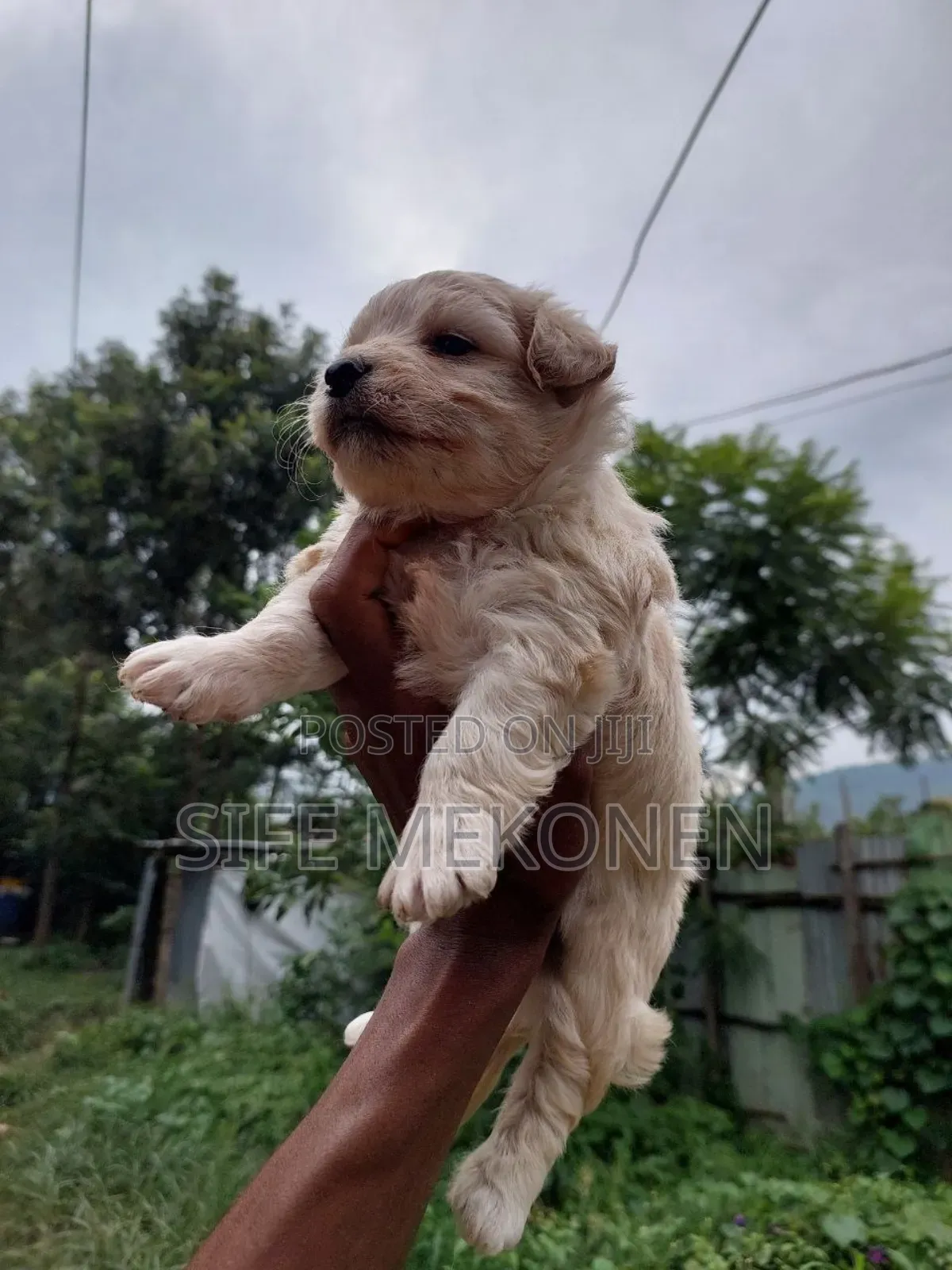 1-3 months Male Purebred Maltese