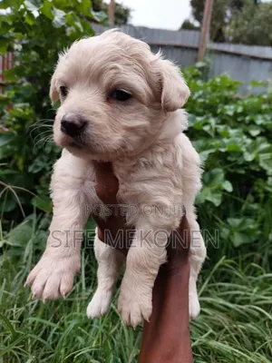 Photo - 1-3 months Male Purebred Maltese