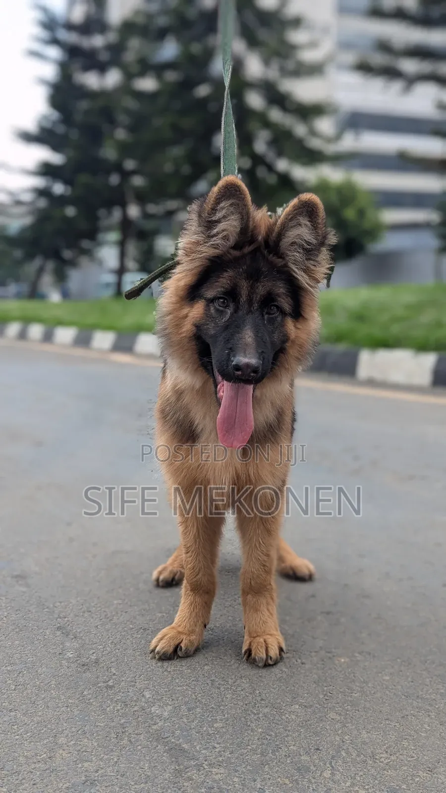 1-3 months Male Purebred German Shepherd