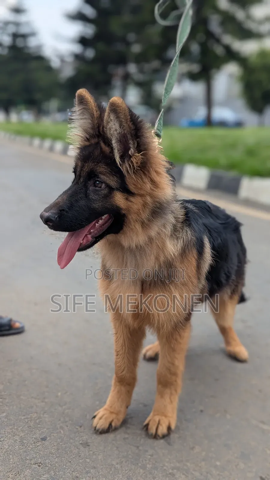 1-3 months Male Purebred German Shepherd