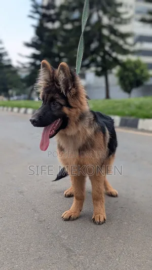 1-3 months Male Purebred German Shepherd