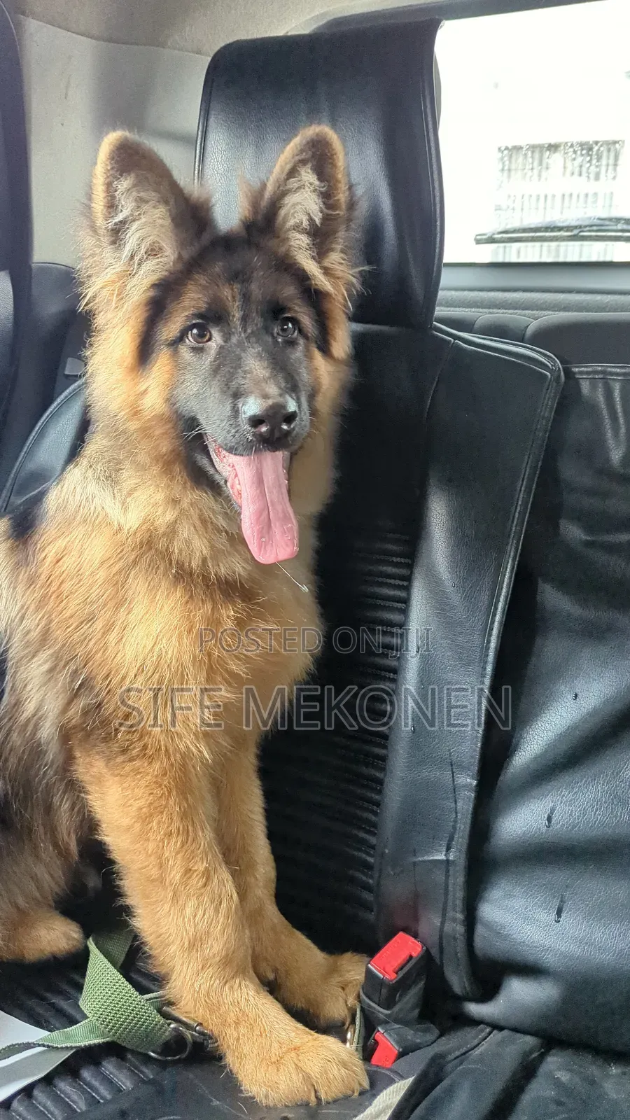 1-3 months Male Purebred German Shepherd