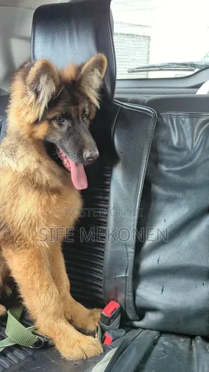 1-3 months Male Purebred German Shepherd