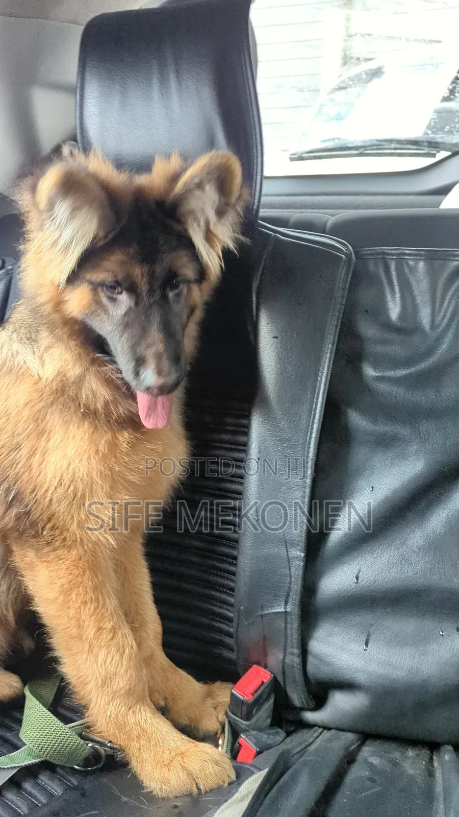 1-3 months Male Purebred German Shepherd