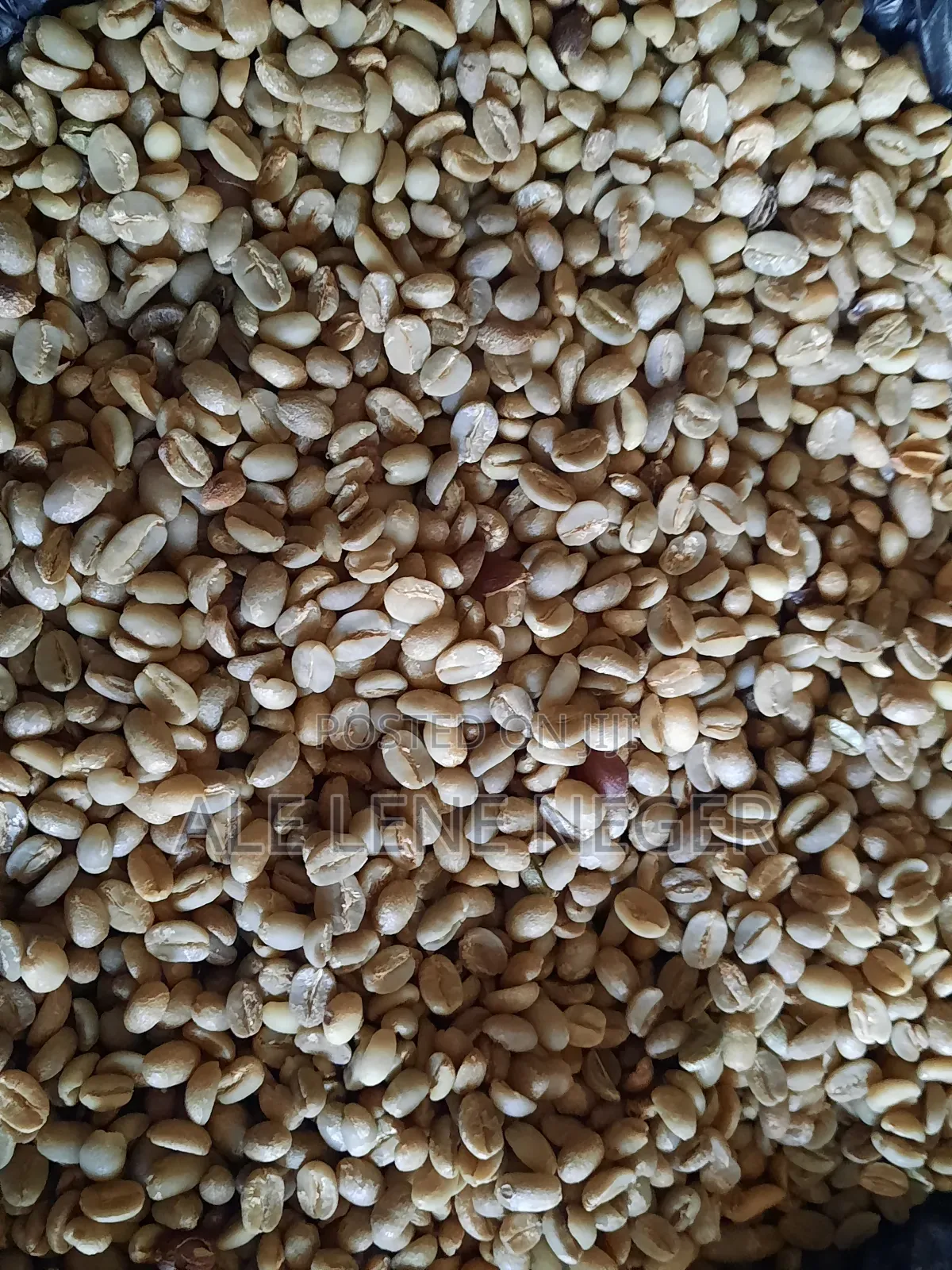 ንፁህ የሐረር ቡና