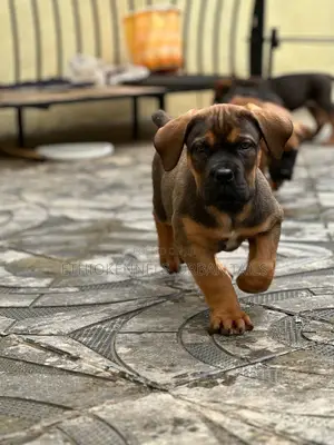 Photo - 1-3 months Male Purebred Boerboel