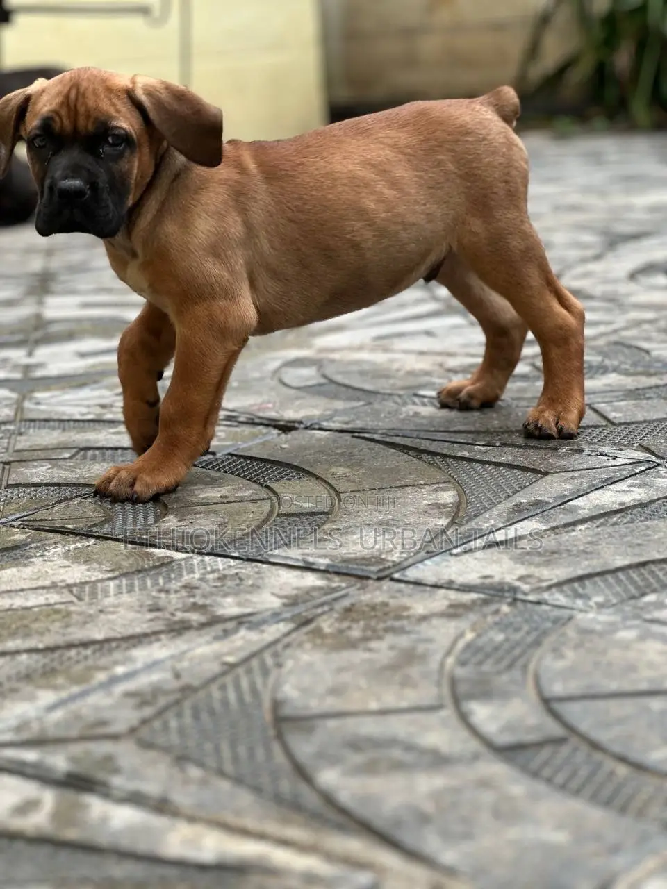 1-3 months Male Purebred Boerboel