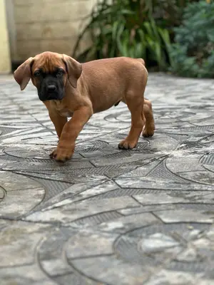1-3 months Male Purebred Boerboel