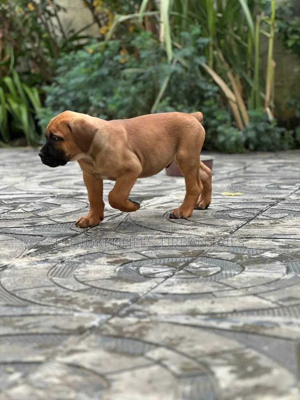 1-3 months Male Purebred Boerboel