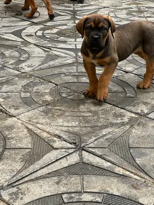 1-3 months Male Purebred Boerboel
