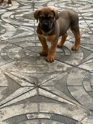 1-3 months Male Purebred Boerboel