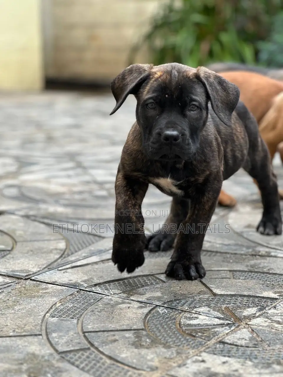 1-3 months Male Purebred Boerboel