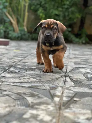 1-3 months Male Purebred Boerboel