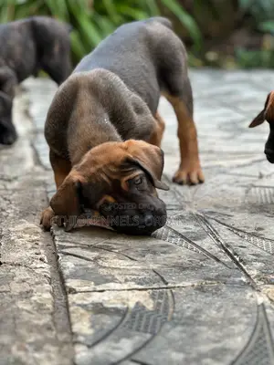 1-3 months Male Purebred Boerboel