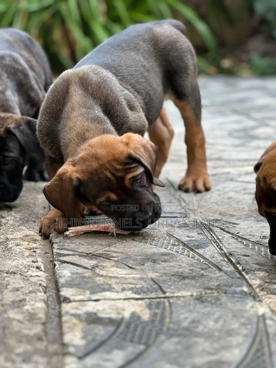 1-3 months Male Purebred Boerboel