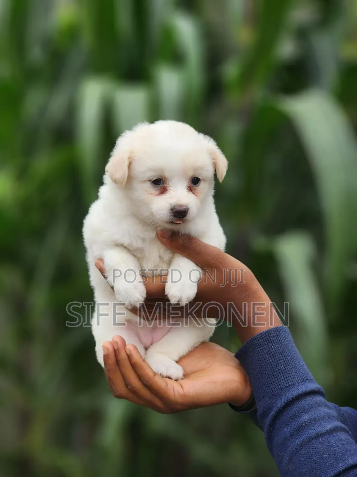 1-3 months Male Purebred Maltese
