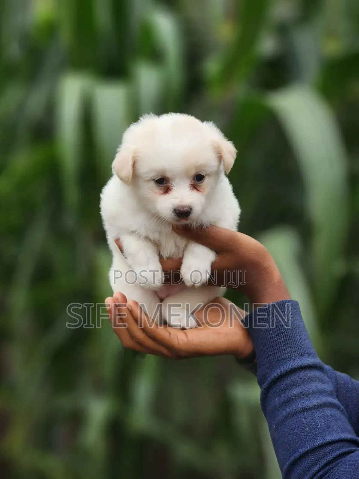 1-3 months Male Purebred Maltese