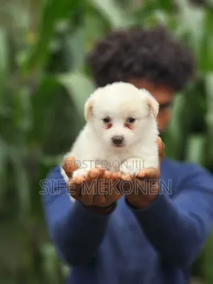 1-3 months Male Purebred Maltese