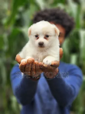 1-3 months Male Purebred Maltese