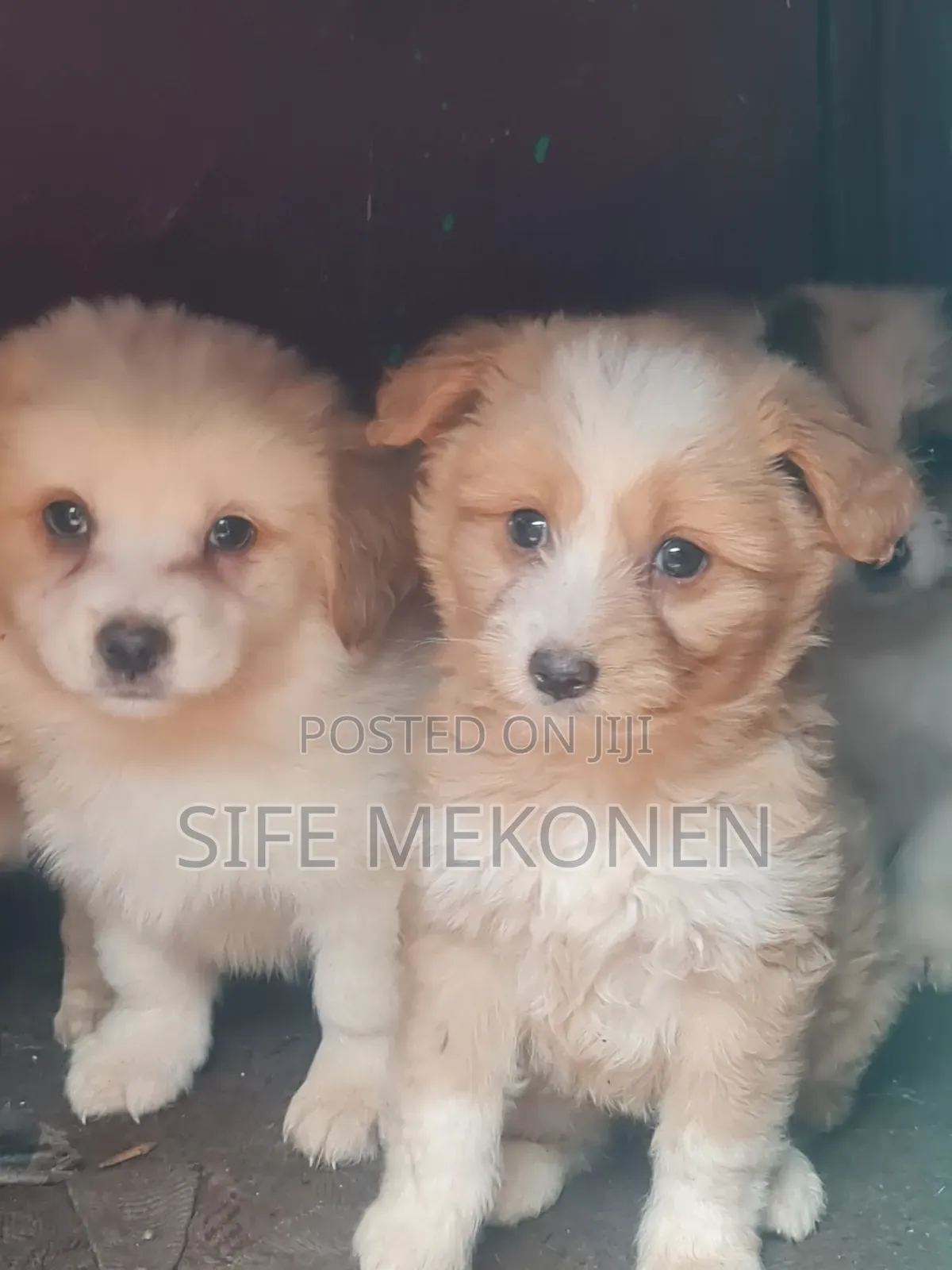 1-3 months Male Purebred Maltese