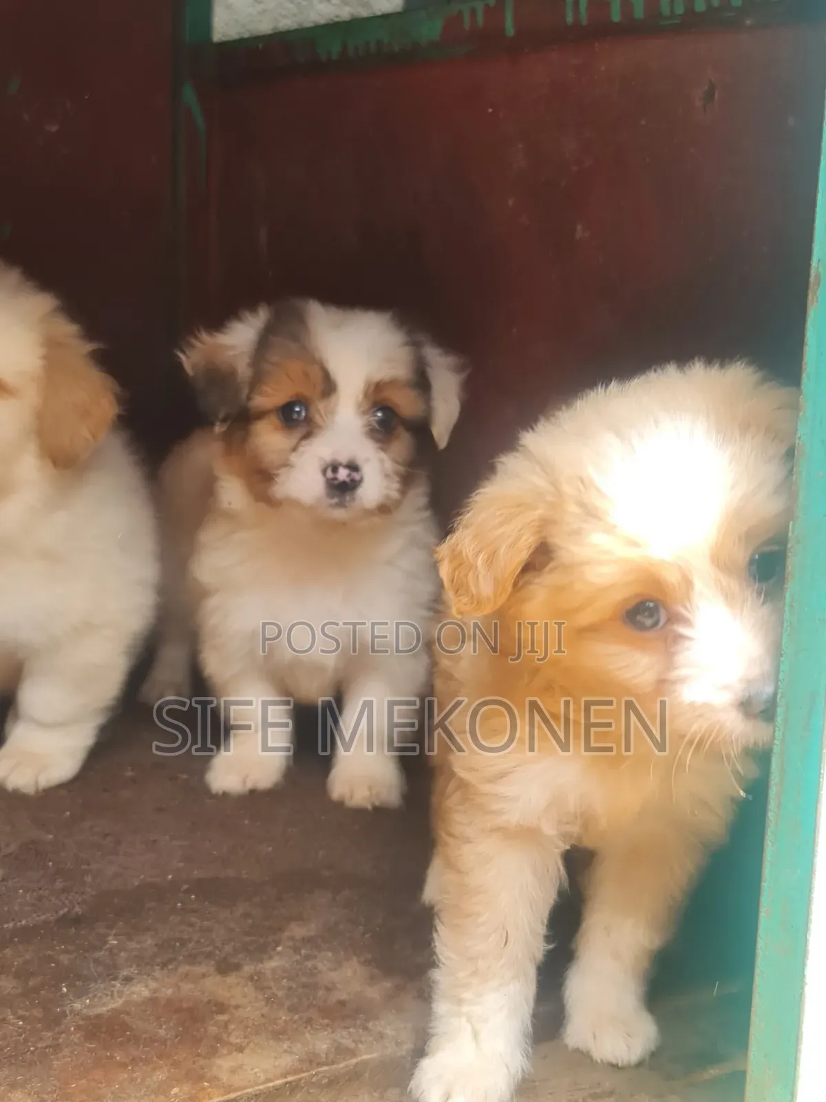 1-3 months Male Purebred Maltese