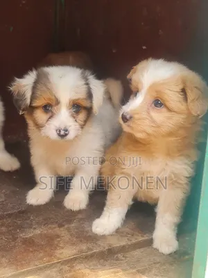 1-3 months Male Purebred Maltese