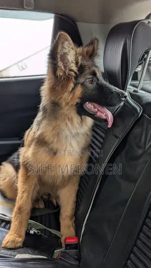 1-3 months Male Purebred German Shepherd