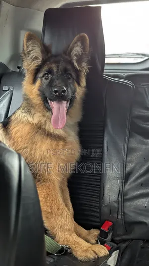 Photo - 1-3 months Male Purebred German Shepherd