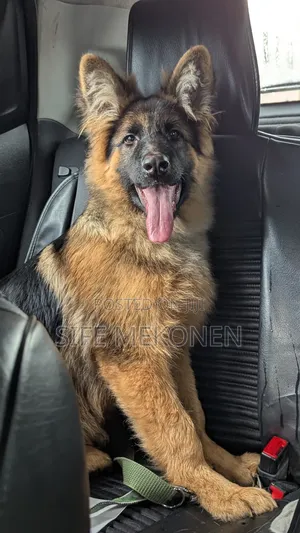 1-3 months Male Purebred German Shepherd