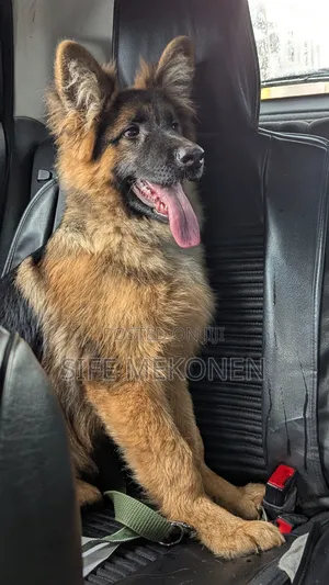 1-3 months Male Purebred German Shepherd