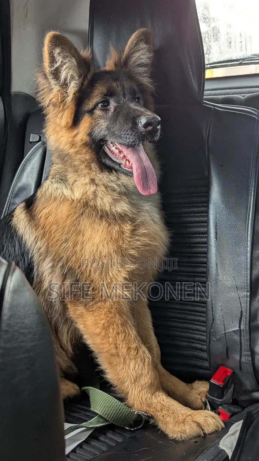 1-3 months Male Purebred German Shepherd