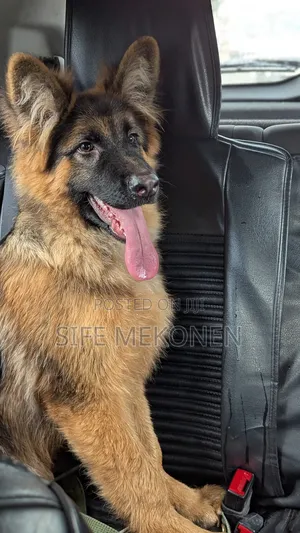 1-3 months Male Purebred German Shepherd