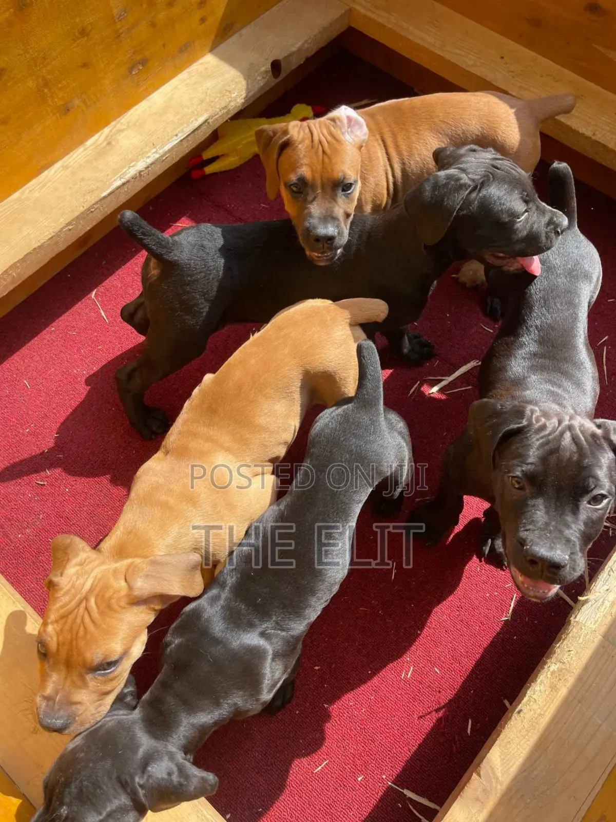 1-3 months Male Purebred Mastiff