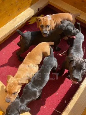 Photo - 1-3 months Male Purebred Mastiff