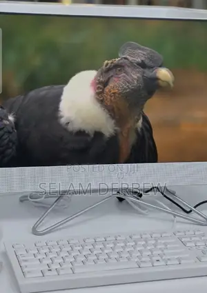 New Desktop Computer HP AiO 24 8GB Intel Core I3 HDD+SSD 256GB