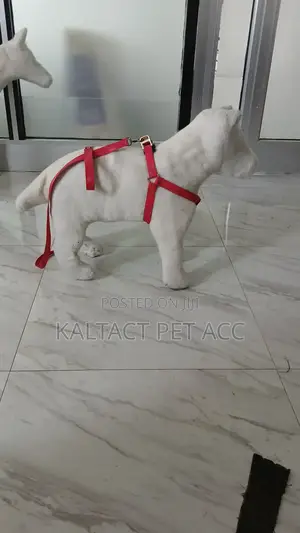 Normal Dog Harness With Reflective Background