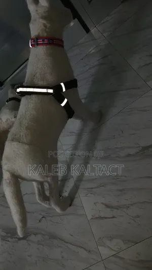 Heavy Duty Normal Dog Harnesses